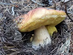 Ruby Porcini thumbnail 3