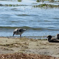 Sanderling thumbnail 3