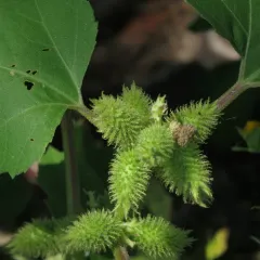 rough cocklebur thumbnail 2