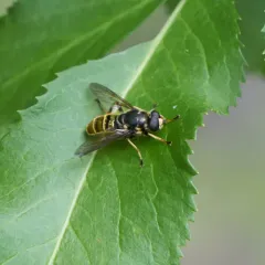 Yellow-shielded Quicksilver thumbnail 2