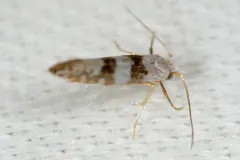 Argyresthia annettella thumbnail 2