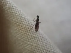 Dolichocephala argus thumbnail 2