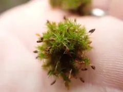 Orthotrichum columbicum thumbnail 1