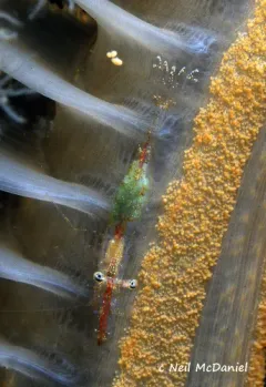 Elegant Coastal Shrimp thumbnail 2