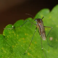 Sapphire-striped Mosquito thumbnail 4