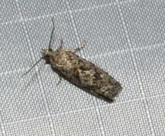 Larch Needleworm thumbnail 3