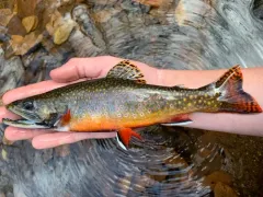 Brook Trout thumbnail 5