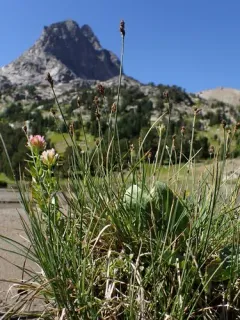teacher sedge thumbnail 1