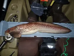 Newfoundland Eelpout thumbnail 4