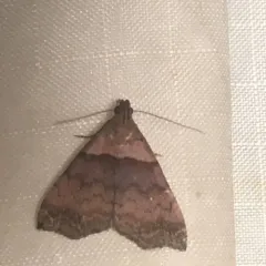 Ambiguous Moth thumbnail 3