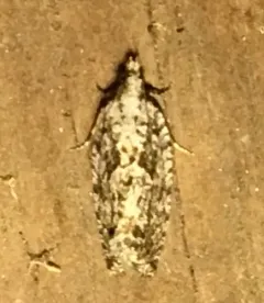 Epinotia nonana thumbnail 1