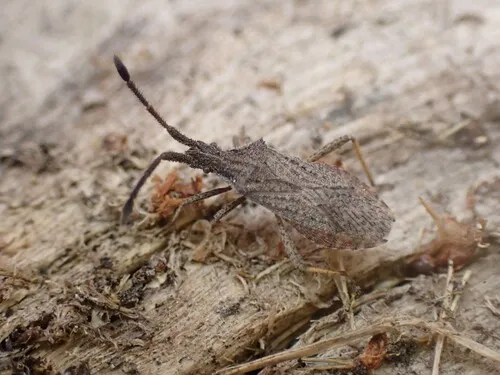 Coriomeris occidentalis