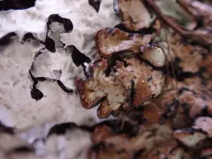 Varnished Tube Lichen thumbnail 3