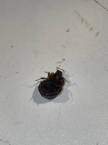 Checkered Water Beetle