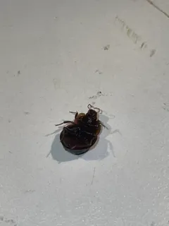 Checkered Water Beetle thumbnail 1