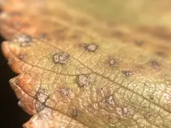 Black Spot of Elm thumbnail 3