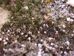 Donn's Rock-bristle thumbnail 3