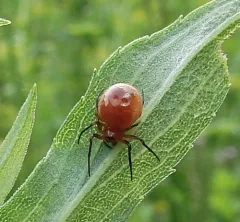 Meadow Dark-eyed Orbweaver thumbnail 2