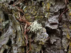 Hooded Ribbon Lichen thumbnail 2