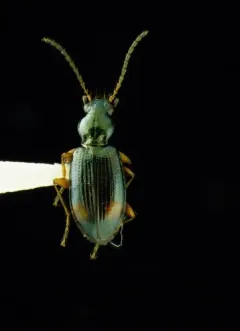 Bembidion scopulinum thumbnail 3