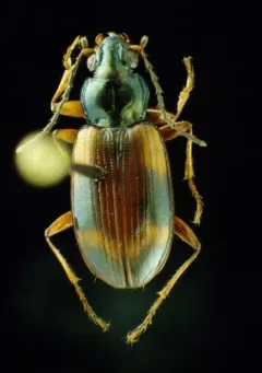 Bembidion transversale thumbnail 2