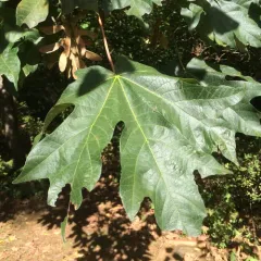 bigleaf maple thumbnail 2