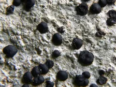 Big-disk pebble lichen thumbnail 2