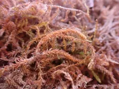 Long-leaved Hook Moss thumbnail 2