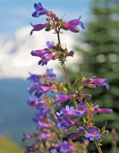 Finetooth Beardtongue thumbnail 2