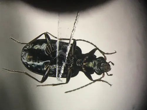 Bembidion louisella