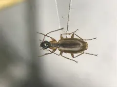 Agonum nigriceps thumbnail 2