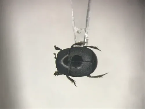 Hypocaccus fitchi