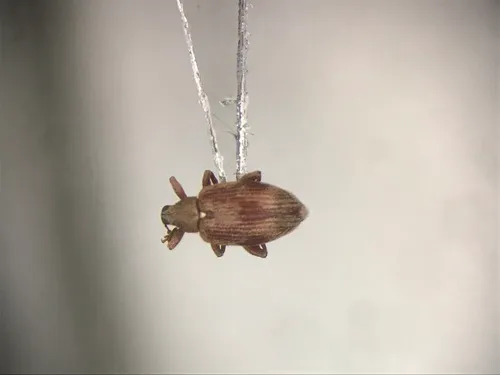 Alder Jumping Weevil