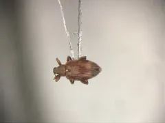 Alder Jumping Weevil thumbnail 1