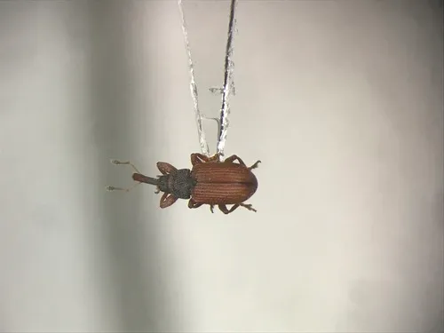 Red-winged Weevil