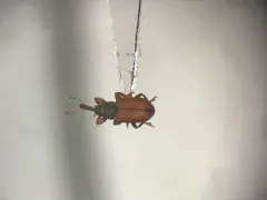Red-winged Weevil thumbnail 1