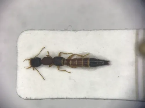 Astenus americanus