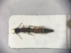 Astenus americanus thumbnail 1