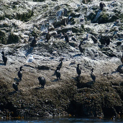 Brandt's Cormorant