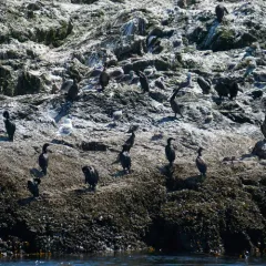 Brandt's Cormorant thumbnail 1