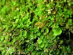 Curvey-capsuled Thin-leaved Moss thumbnail 3