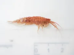 Acanthostepheia malmgreni thumbnail 3