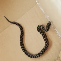 Western Foxsnake thumbnail 3