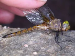 Broad-tailed Shadowdragon thumbnail 2
