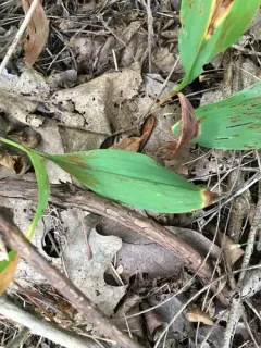 Aureobasidium microstictum thumbnail 2