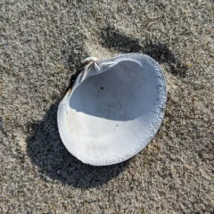 Ocean Quahog thumbnail 2