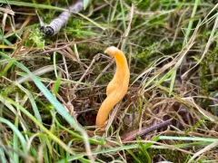 Apricot Club thumbnail 3