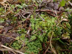 Alpine Jagged Notchwort thumbnail 3