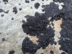 Rock Grubs thumbnail 4