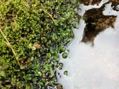 Apopellia alpicola thumbnail 4